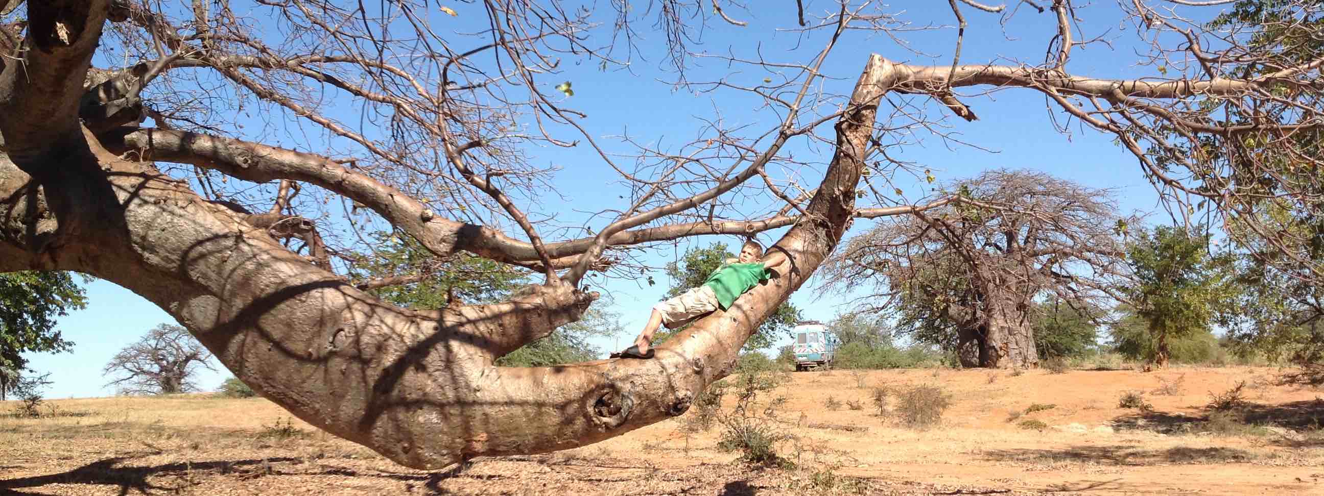 baobab