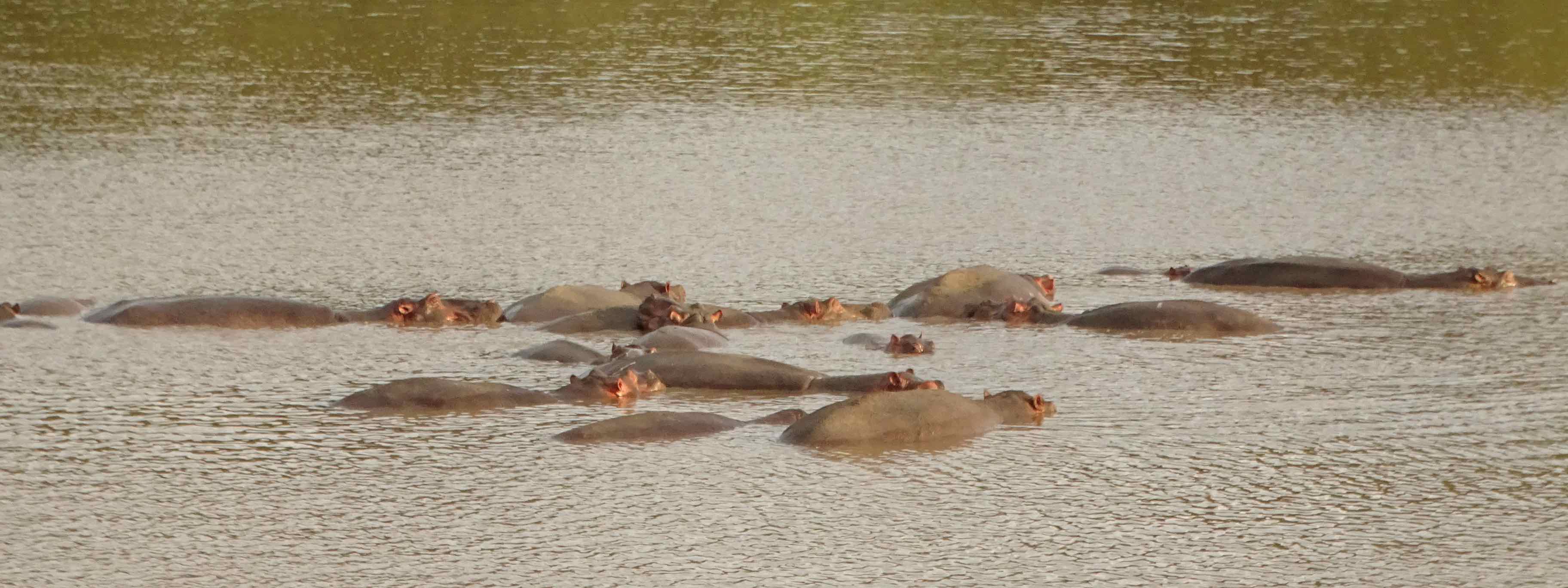 hippos