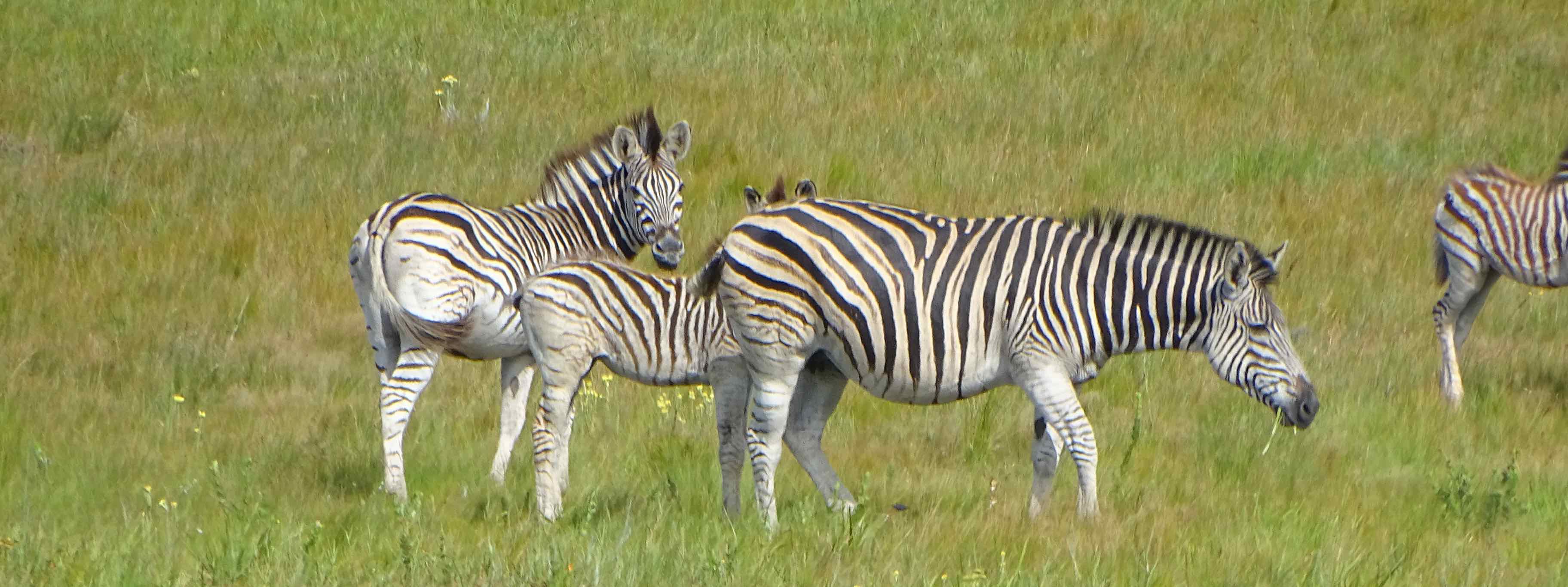 isimangaliso