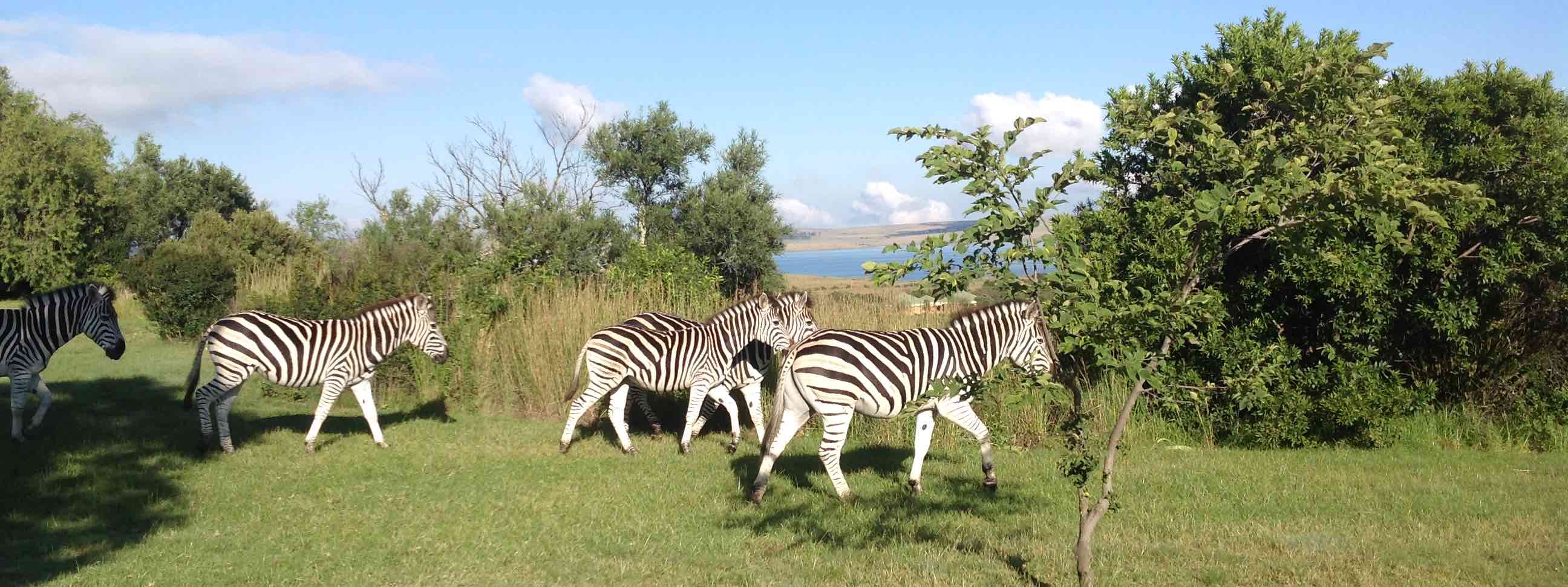 sterkfontein
