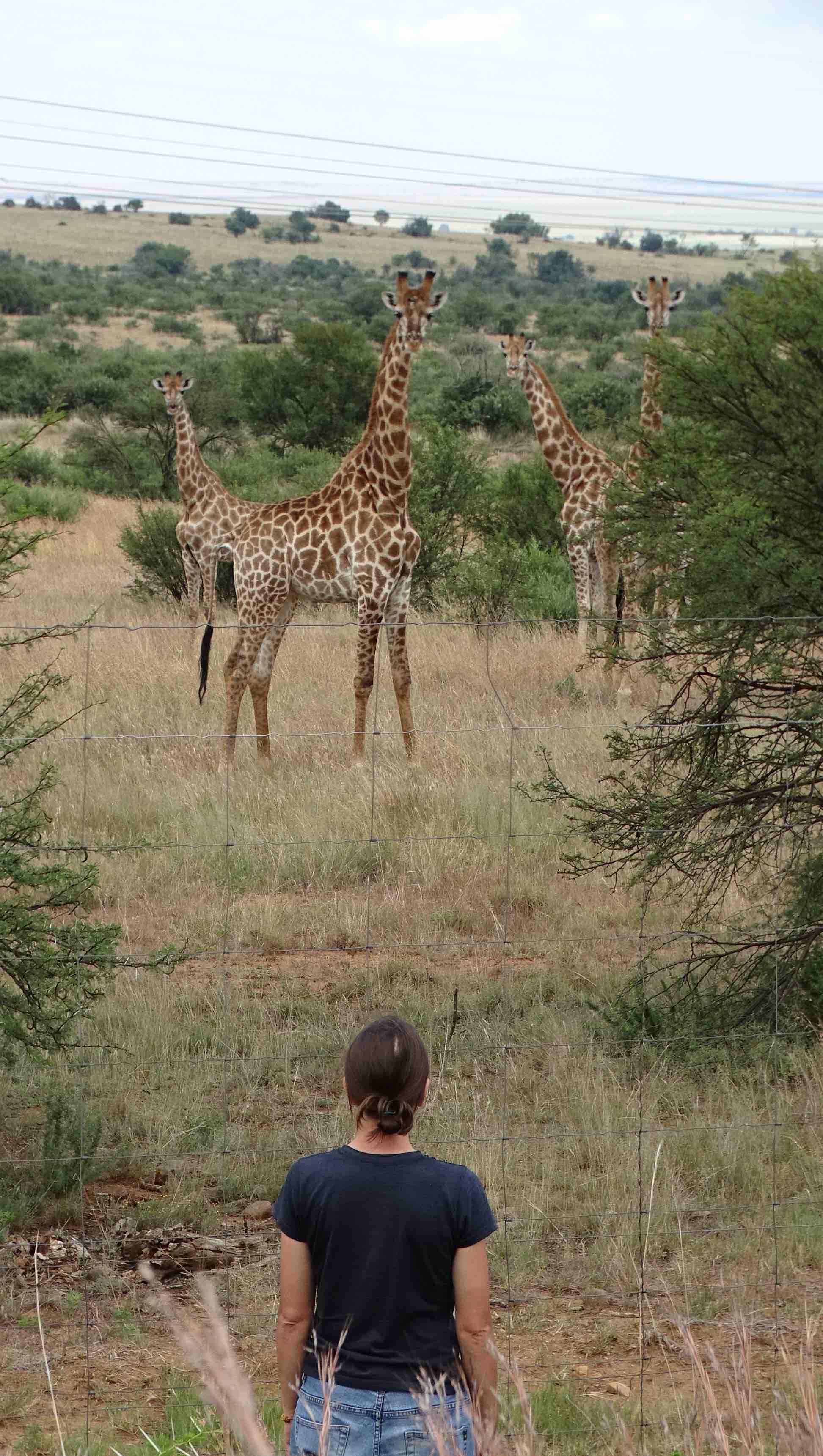 kalahari1