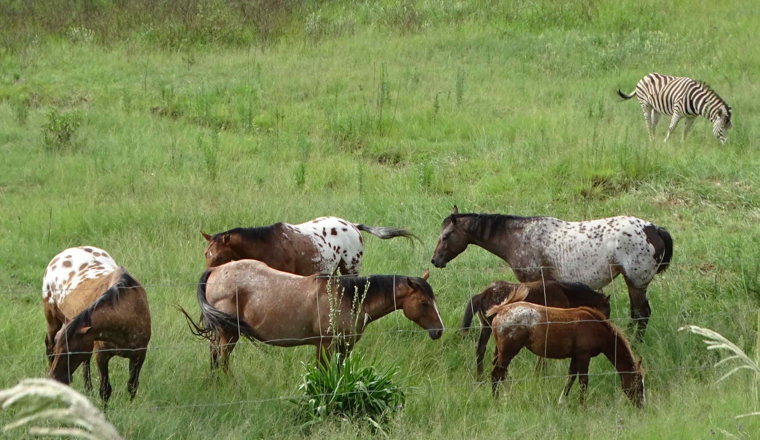 sanipass2