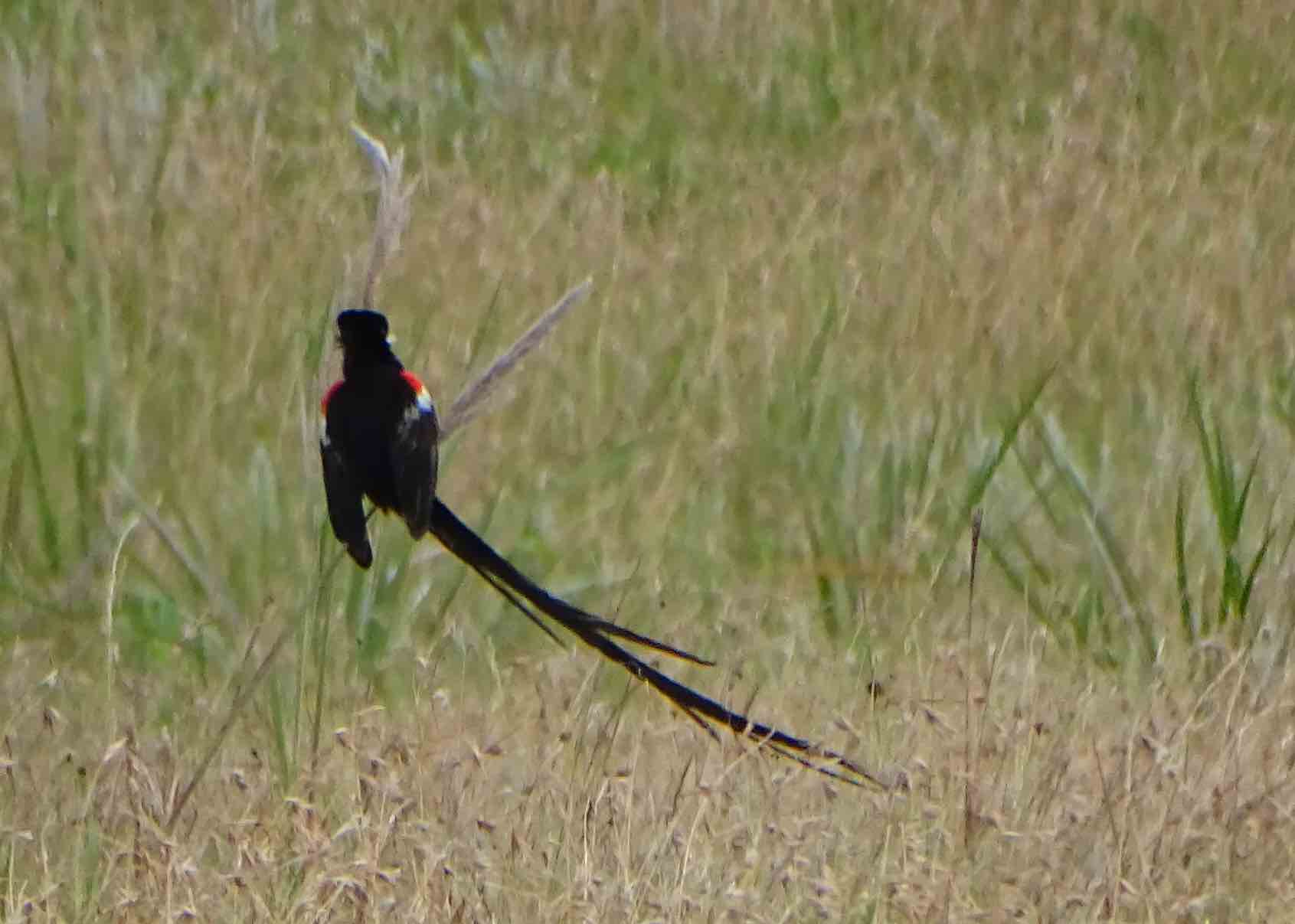 sanipass5