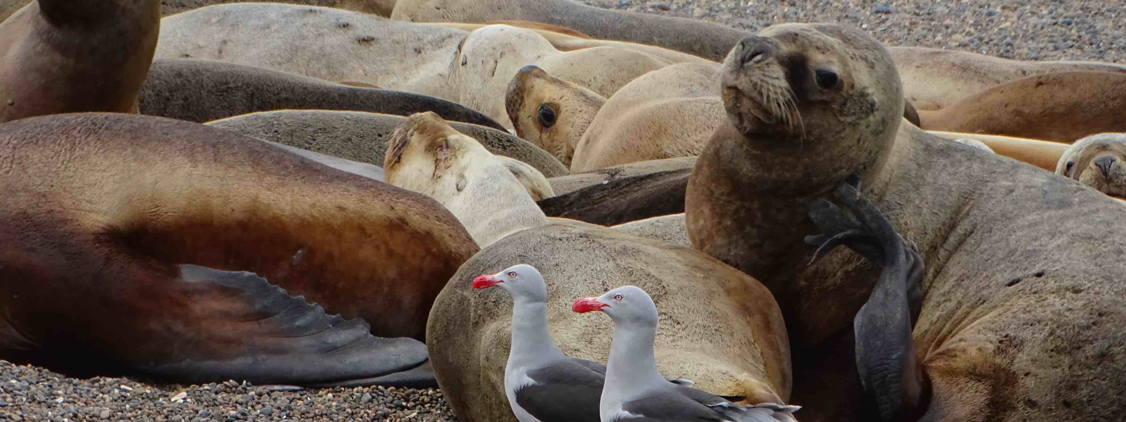 sealions