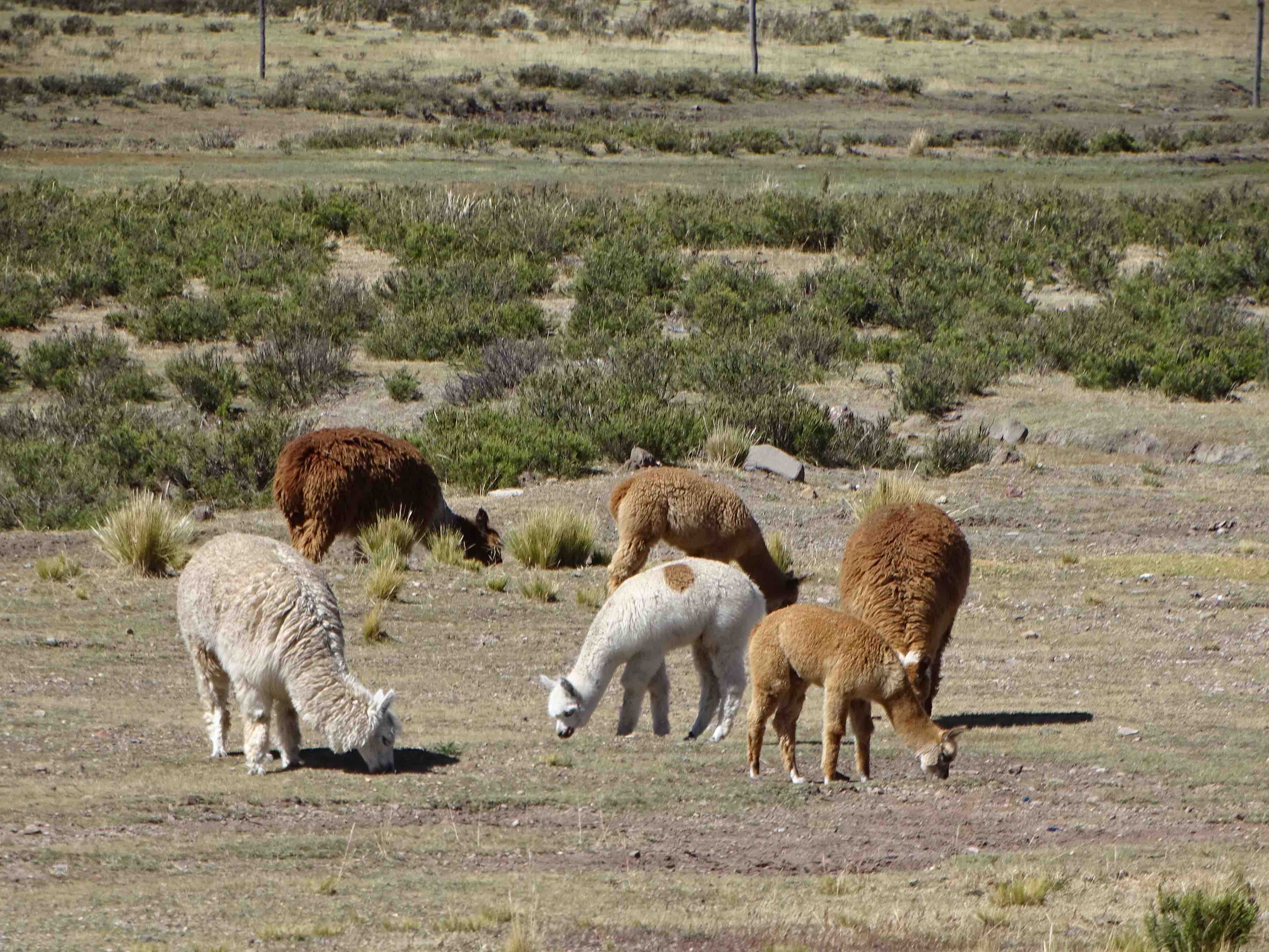 altiplano5