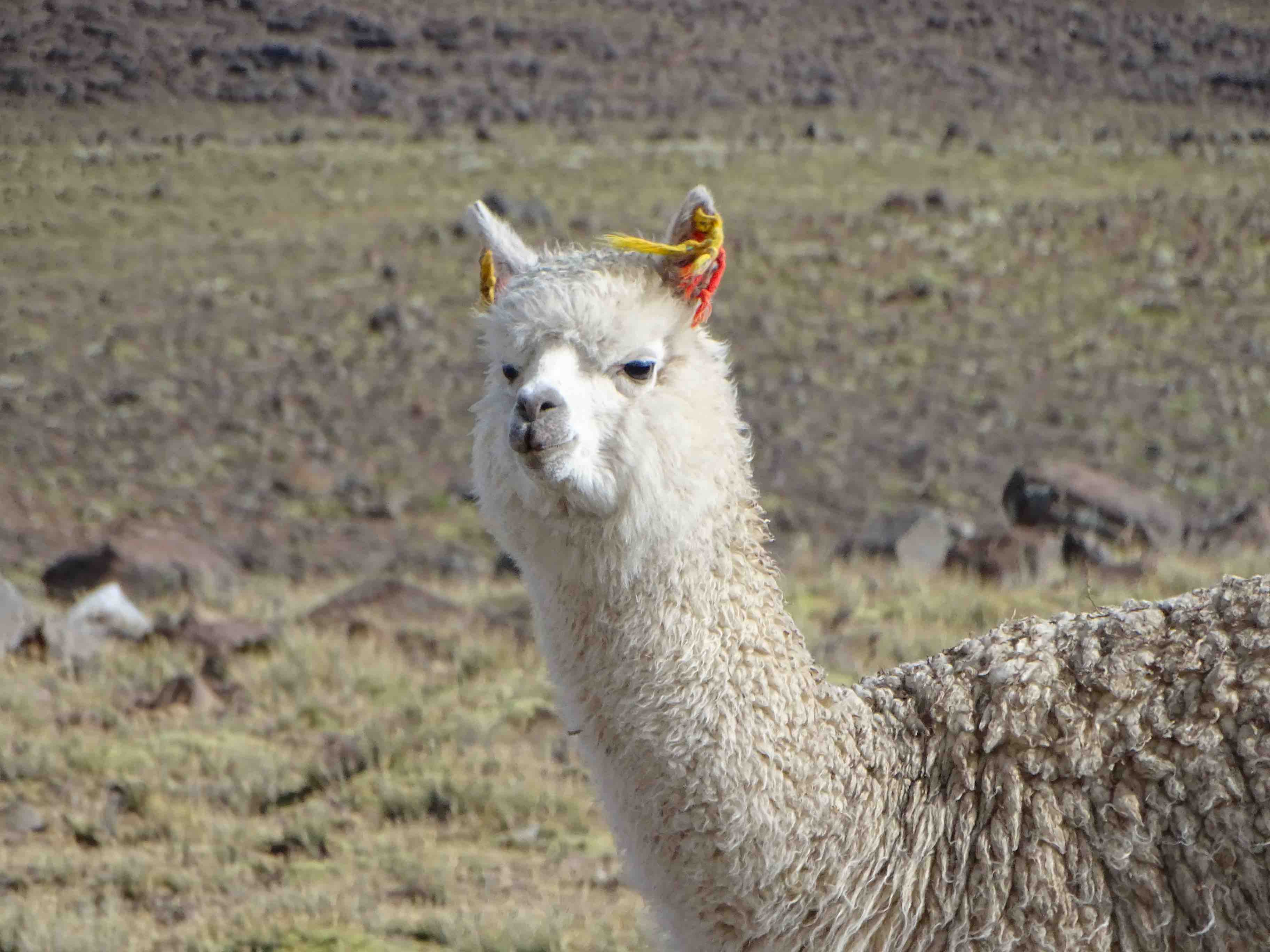 altiplano6